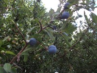 Orgale - 20120725 152.jpg